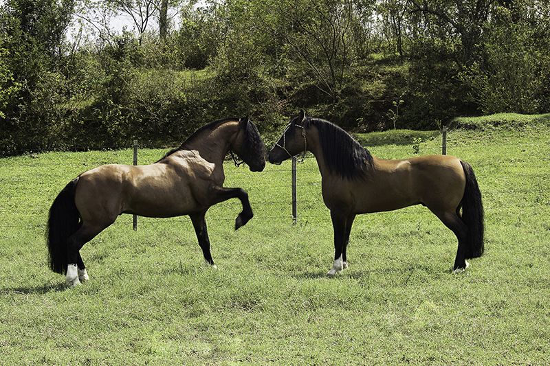 Two Argentine Criollo horses touching nose to nose in the pasture.