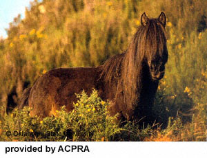 A black Asturian horse with a long forelock and mane standing behind brush on the land provided by ACPRA.