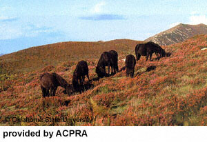 A group of five Asturian horses grazing on the side of a hill provided by ACPRA.