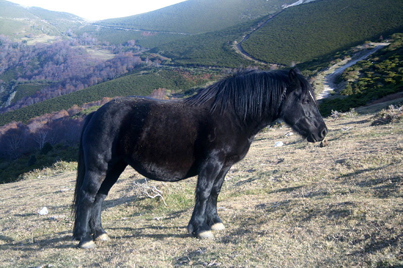A black Austurian horse standing on the side of a hill.