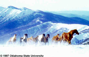 A herd of Australian Brumby horses running in the snow in front of mountains provided by Oklahoma State University.