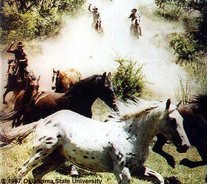 Cowboys herding Australian Brumby horses in the wild.