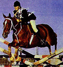 Australian Stock horse and rider jumping over the set poles.