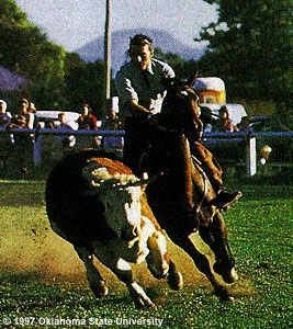 Australian Stock horse and rider chasing a cow in the arena.