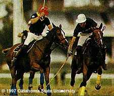 Australian Stock horses and riders playing polo.