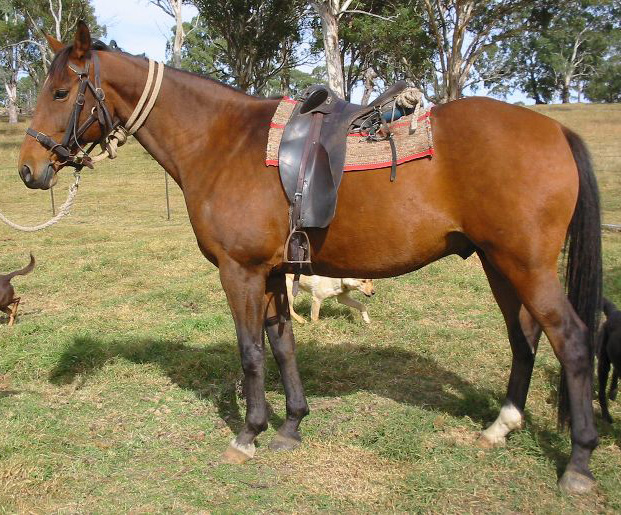 Brown Australian stock horse standing on the grass with a saddle and bridle.