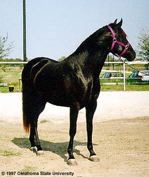 A black Azteca horse standing with ears perked up and halter on.