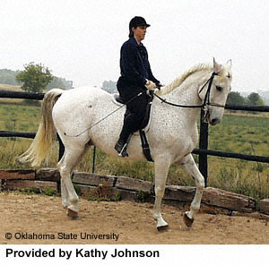 A white Azteca horse and rider in the arena provided by Kathy Johnson.
