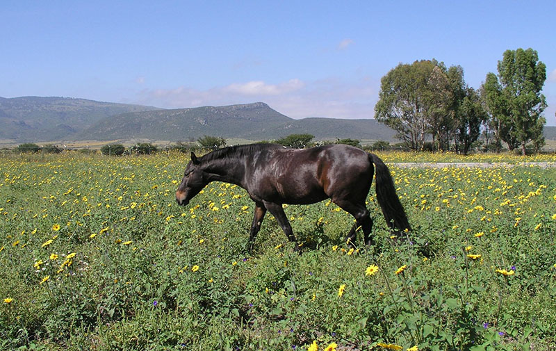 A dark brown Azteca horse walking in a field of flowers.