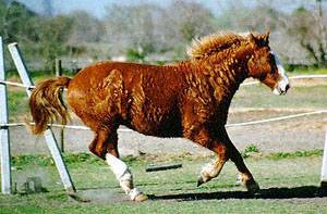 Sorrel Bashkir Curly horse running in a pasture. 