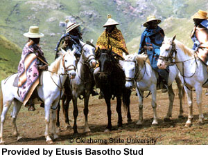 A group of Basotho ponies and riders standing on the side of a mountain provided by Etusis Basotho Stud.