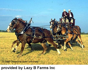 A team of Belgian horses pulling a wagon in a field provided by Lazy B Farms Inc.