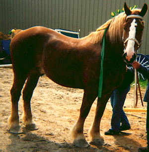 A sorrel Belgian horse getting show prepped by handlers.