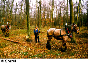 A Belgian horse with a person with a harness on in the woods.