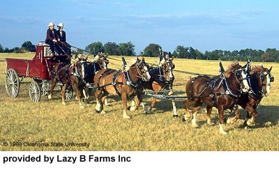 A team of Belgian horses pulling a red wagon in a pasture provided by Lazy B Farms Inc.