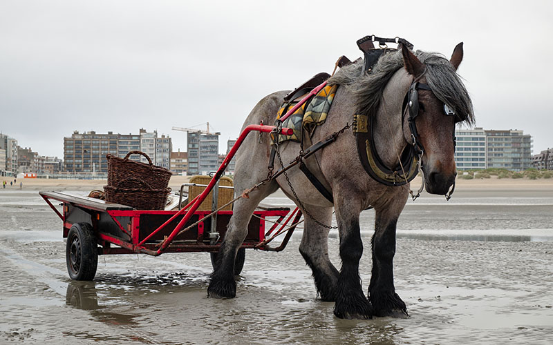 A Belgian horse pulling a cart. 