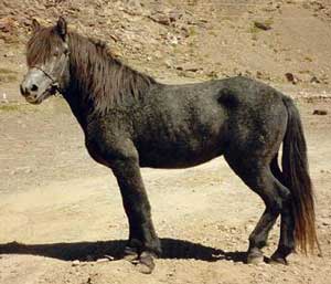 A black Bhotia pony.