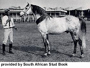 A grey Boer horse standing with the handler provided by South African Stud Book.