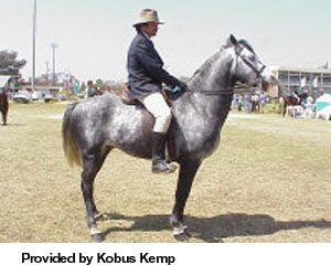 A grey Boer horse and rider standing in a field provided by Kobus Kemp.