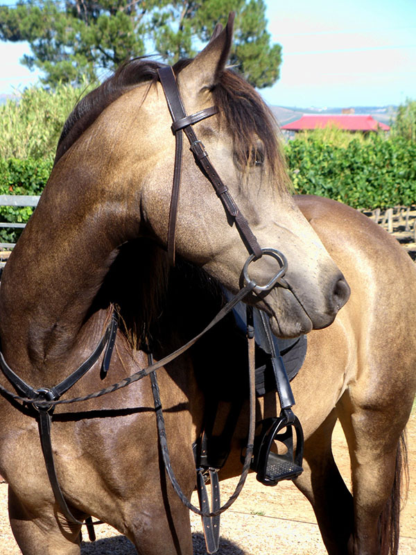 A buckskin Boer horse with a saddle and bridle on.