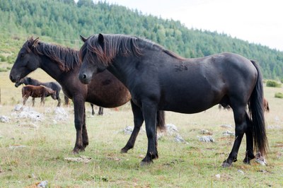 Bosnian Mountain Horses | Oklahoma State University