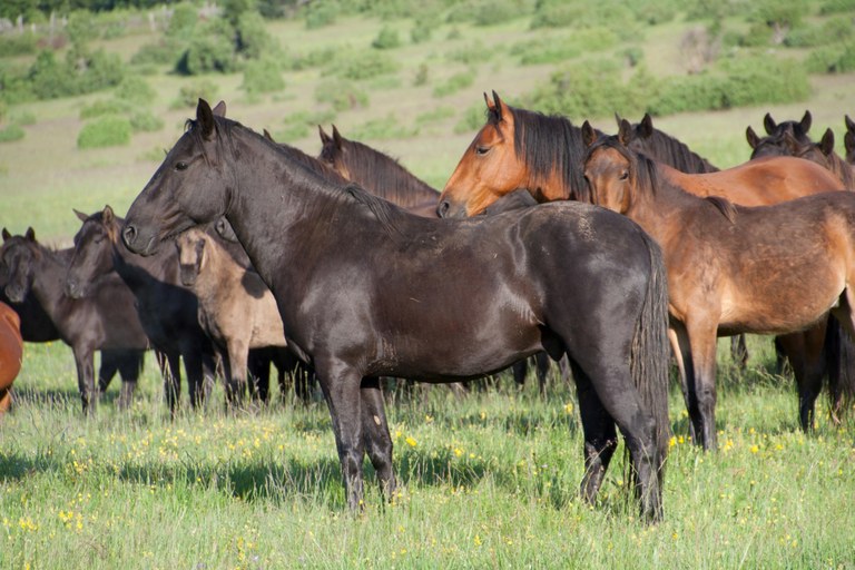 Bosnian Mountain Horses | Oklahoma State University