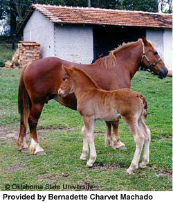 A Breton horse and foal standing in the grass pasture provided by Bernadette Charvet Machado.