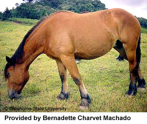 A dun Breton horse eating grass in the pasture provided by Bernadette Charvet Machado.