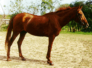 Sorrel Budyonny horse standing on dirt in a pasture.