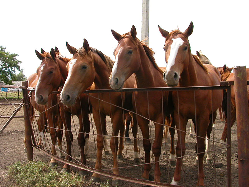Budyonny horses standing at the gate in a pen.