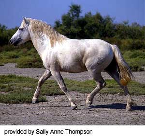 A white Camargue horse trotting on the road provided by Sally Anne Thompson.