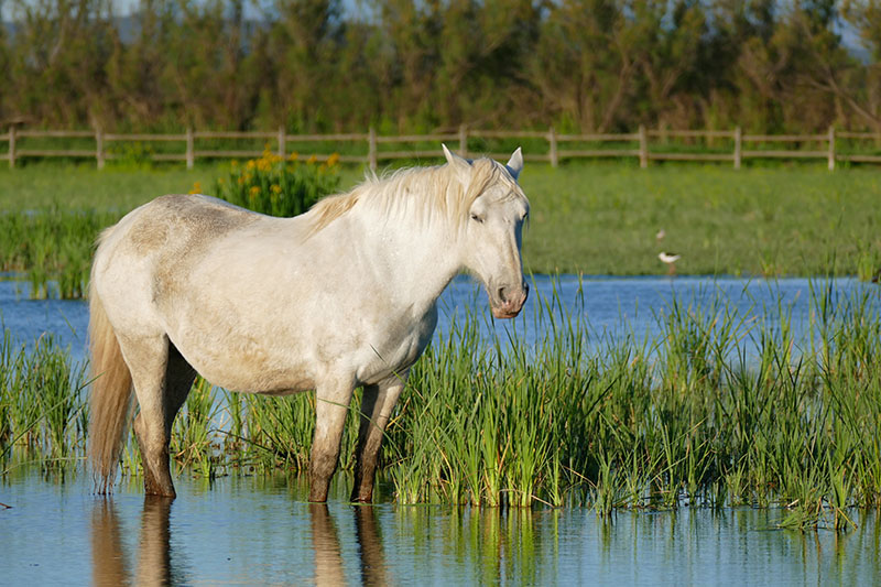 A Camargue horse standing knee-deep in water. 