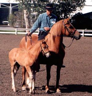 A man riding a Canadian horse with a foal next to them in the arena.