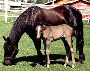 Canadian mare and foal out in the pasture. 
