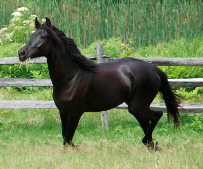 Canadian horse running in a green, grassy pasture. 