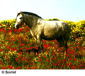 A grey Carthusian horse in a field of flowers.