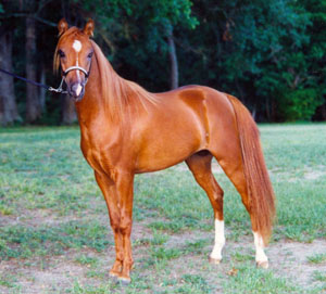 A sorrel Caspian horse standing in a field.
