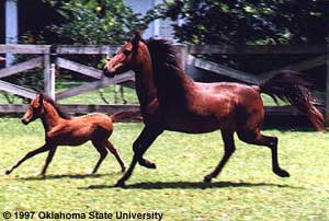 A Caspian mare and foal running together in the pasture.