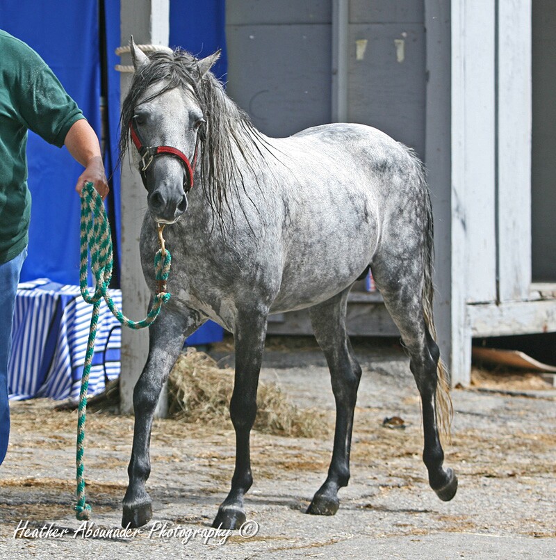 A gray Caspian horse is being walked down a barn aisle. 