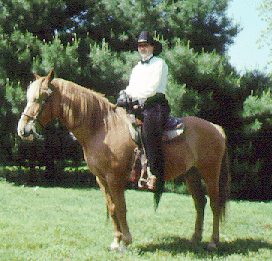 A Cayuse Indian Pony standing with rider on the grass.