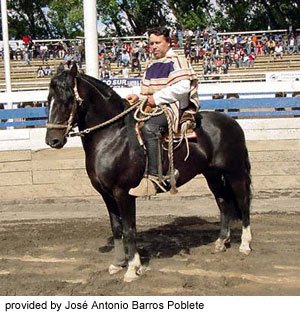 A black Chilean Corralero horse with a rider on dirt in an arena provided by Jose Antonio Barros Poblete.