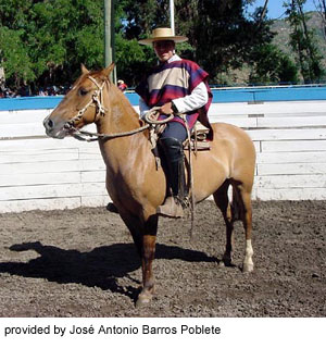 A brown Chilean Corralero horse with a rider provided by Jose Antonio Barros Poblete.