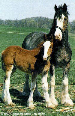 A Clydesdale horse and foal in the pasture.
