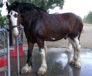 A Clydesdale horse standing in the wash rack.