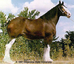 A Clydesdale horse in a standing show position.