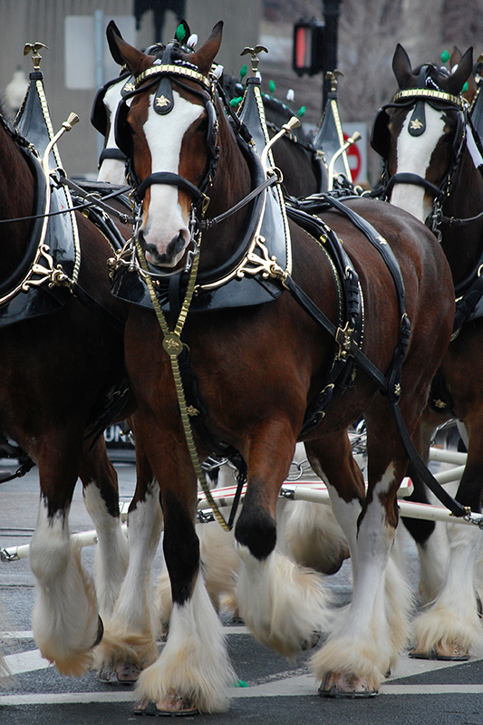 A team of Clydesdale horses pulling a cart on a paved road.