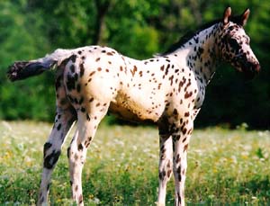 A spotted Colorado Ranger foal in a pasture.