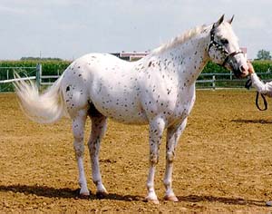 A Colorado Ranger horse in the arena with a handler on the ground.