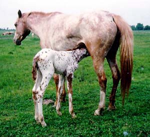 A Colorado Ranger mare and nursing foal in the pasture.