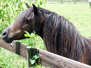 A black Dartmoor Pony sticking its head over the fence.
